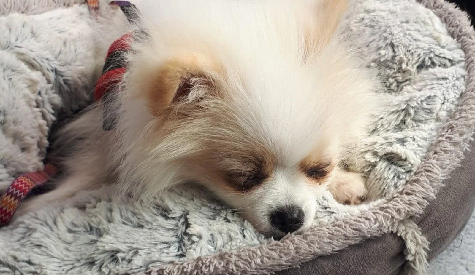 Warnsignale erkennen – Wann Ihr Hund Schmerzen hat