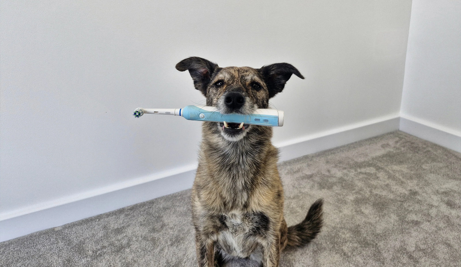 Dog Dental Care