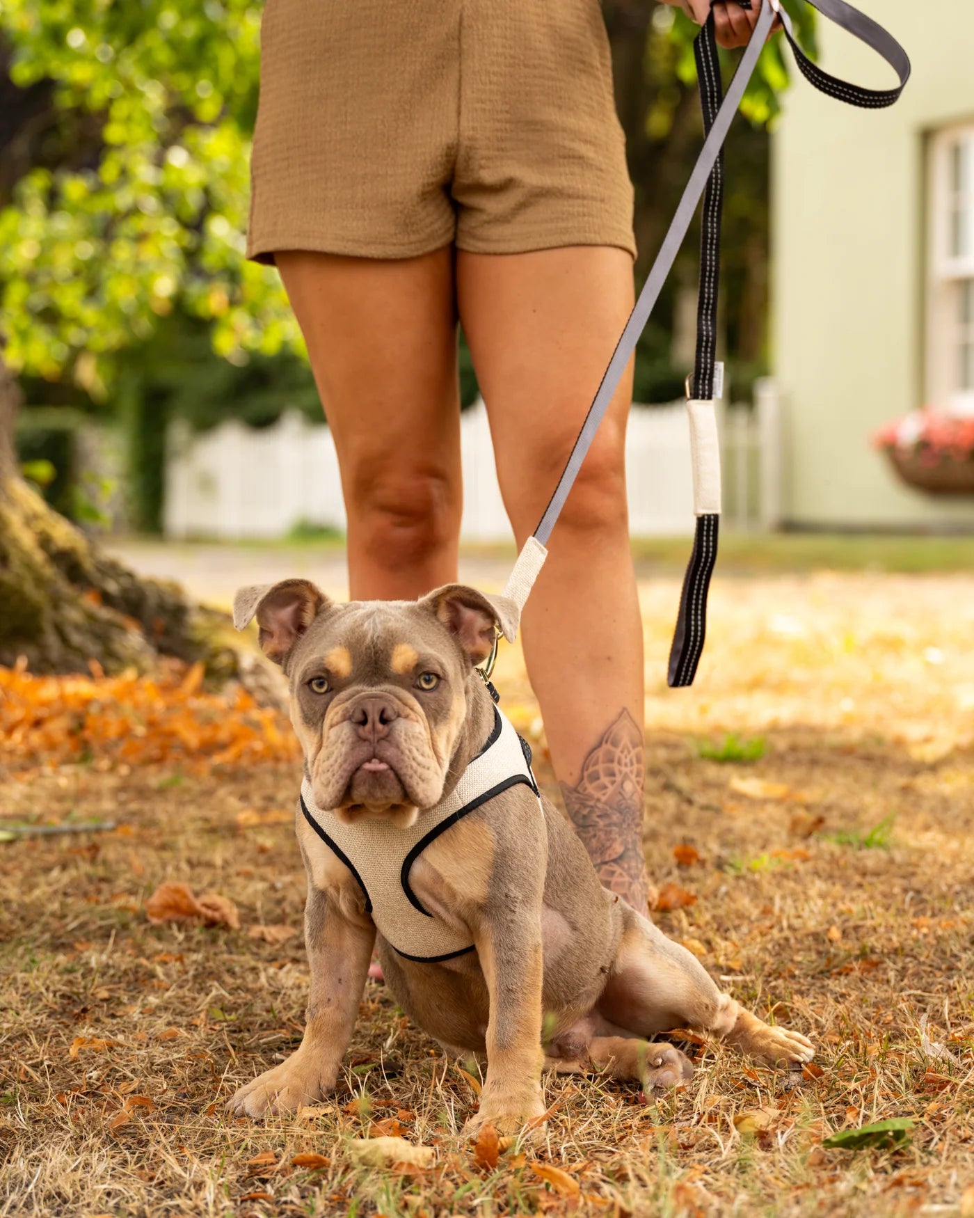 Mayfair Geschirr in Beige von SohoPoms X Bowl & Bone