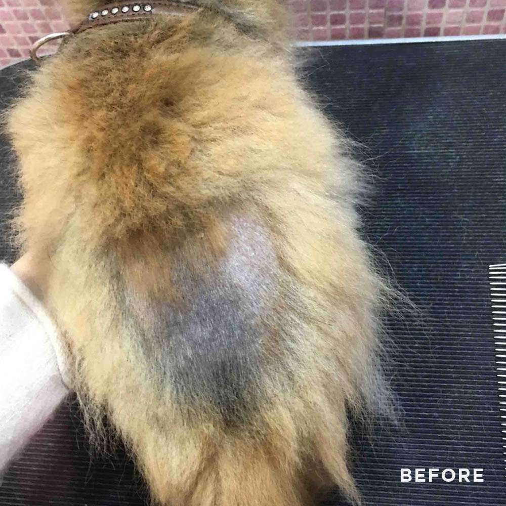 Symptome von Black Skin Disease beim Hund: Kahle Stellen und starker Haarausfall am Rücken eines Pomeranians vor der Behandlung mit der Pom Beauty Regenerationsmaske.