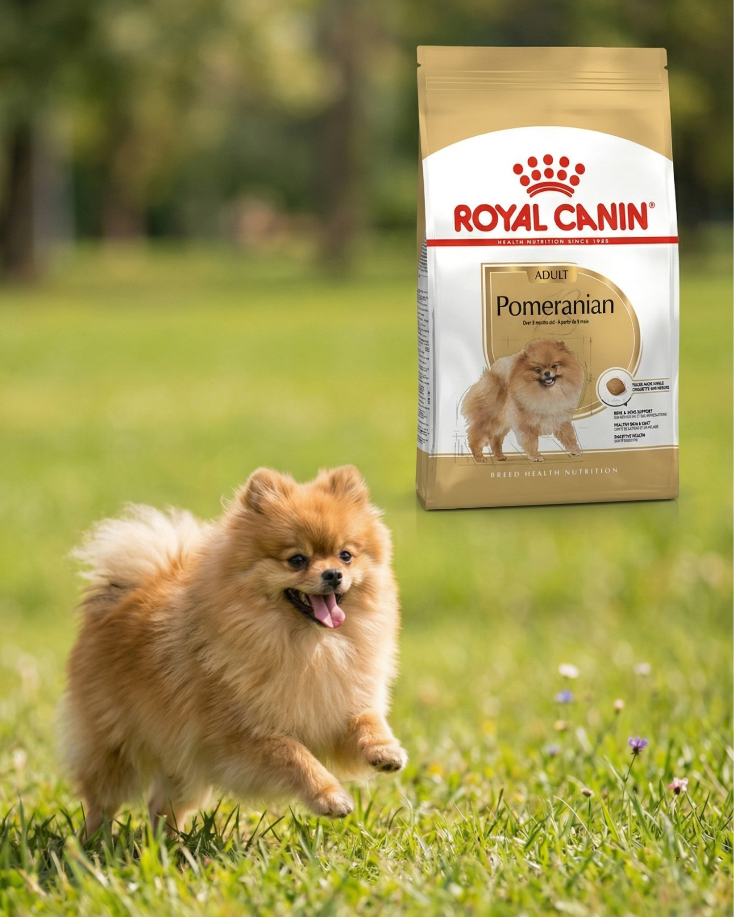 Fröhlicher Hund rennt über eine grüne Wiese. Im Hintergrund: Royal Canin Pomeranian Hundefutter für Zwergspitze.