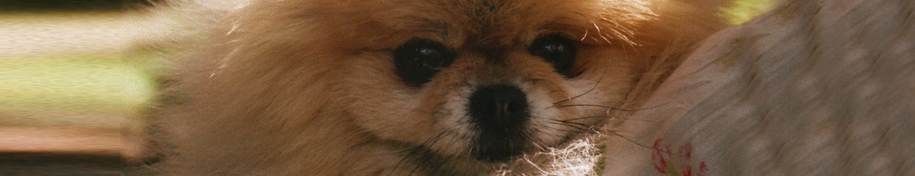 Nahaufnahme eines Pomeranian Zwergspitz, der in die Kamera blickt.