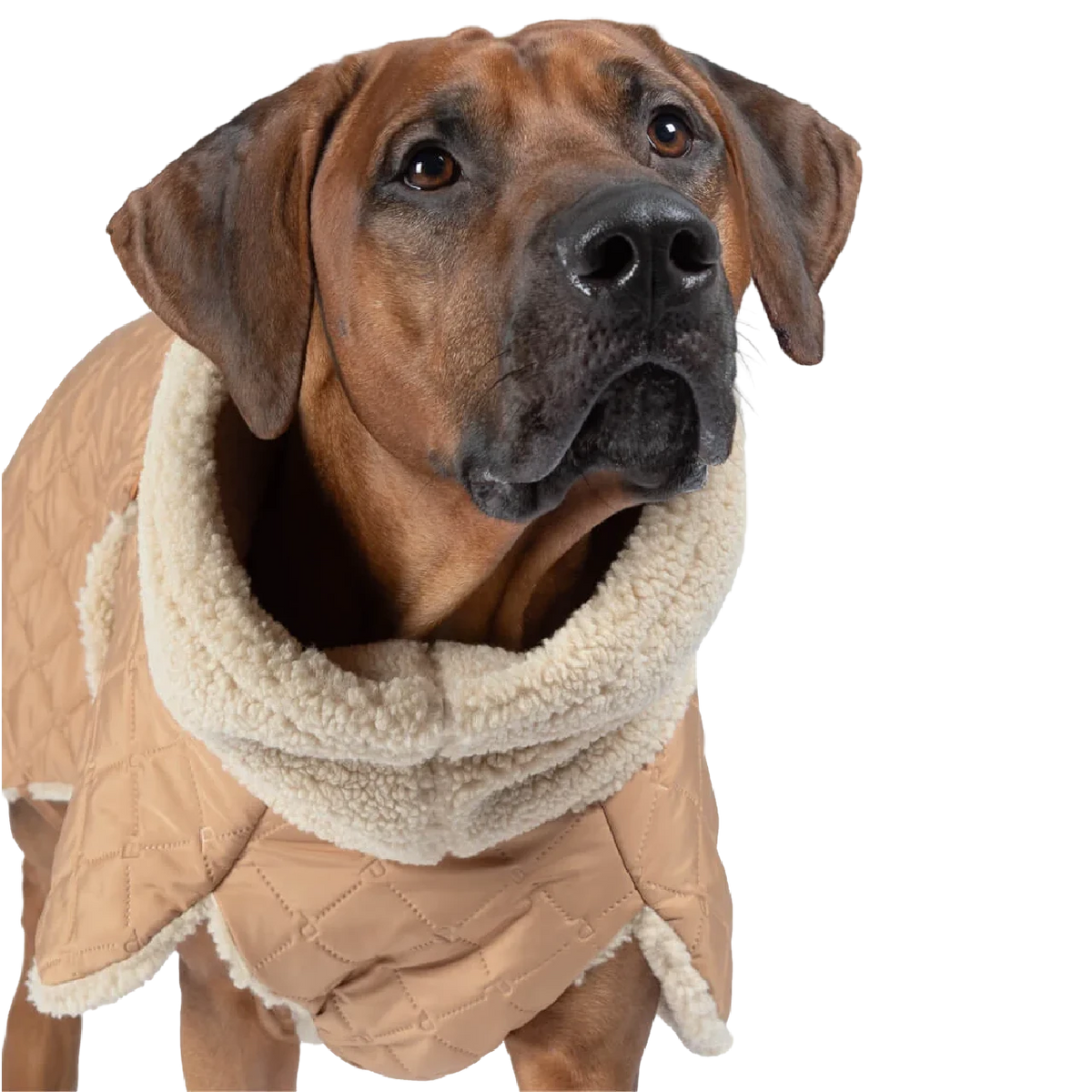 Gefütterte Hunde-Steppjacke "Quilted Sherpa" in Beige von Paikka