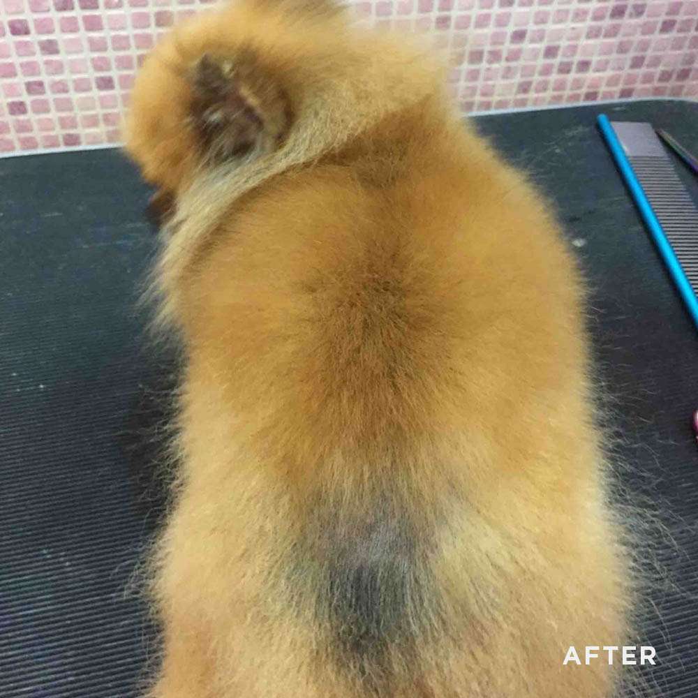 Erfolgreiches Fellwachstum bei Alopecia X: Dichtes, gesundes Unterfell bei einem Zwergspitz nach der Anwendung der Pom Beauty Regenerationsmaske gegen Haarausfall.