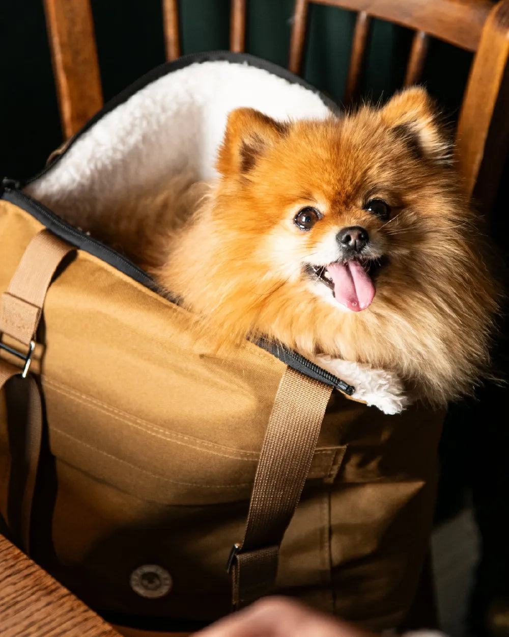 Eine braune Hundetragetasche von Soho Poms. In Ihr ein kleiner Zwergspitz der glücklich ist.