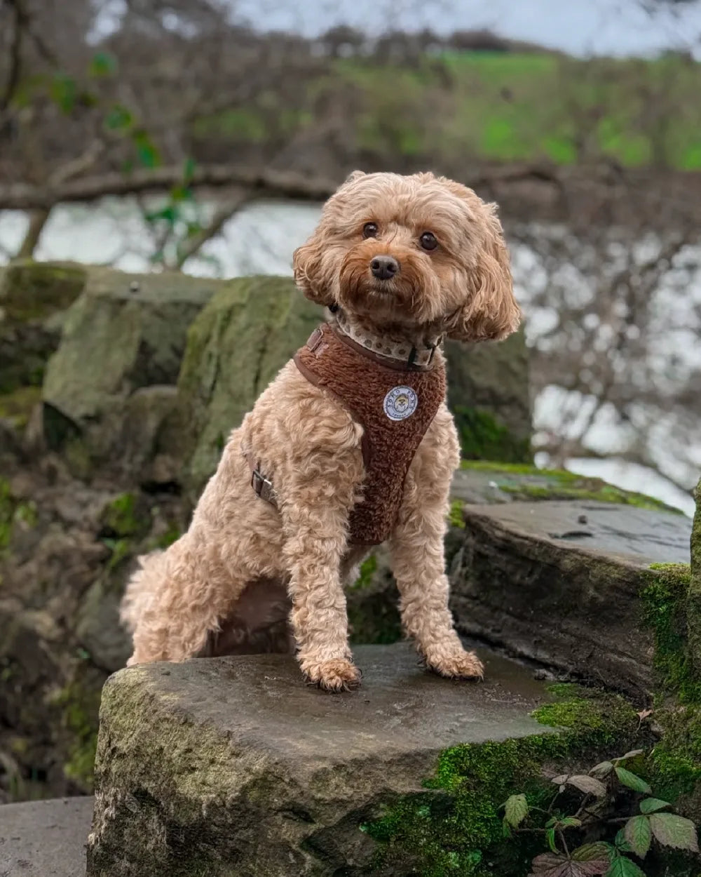Ein Hund trägt ein braunes Geschirr von Soho Poms der Teddy Bär Kollektion. Im Hintergrund Steine und Bäume.