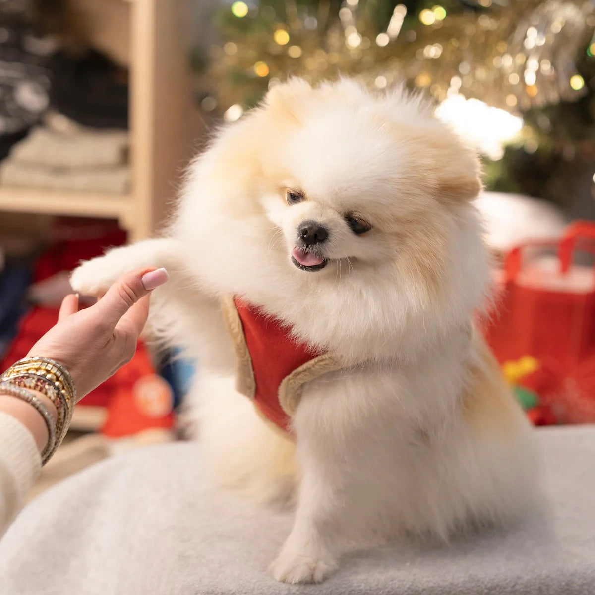 Zwergspitz (Pomeranian) trägt rotes Yeti Hundegeschirr von Pom d'Azur mit flauschigem Rand